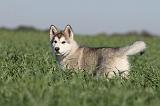 ALASKAN MALAMUTE 165